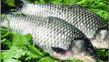 魚(yú)類(lèi)驗收圖片